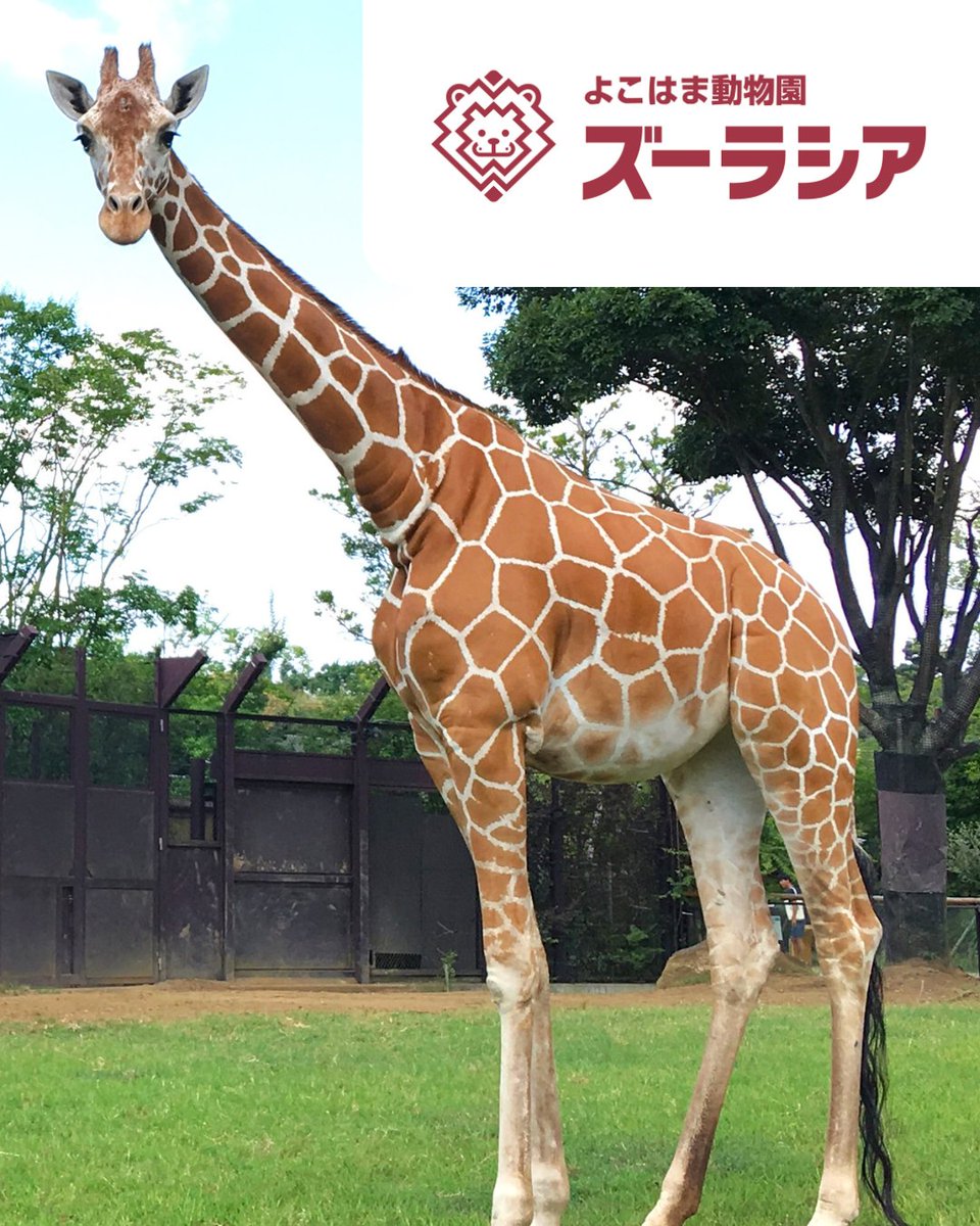 レゴランド・ディスカバリー・センター東京【公式】 tweet media