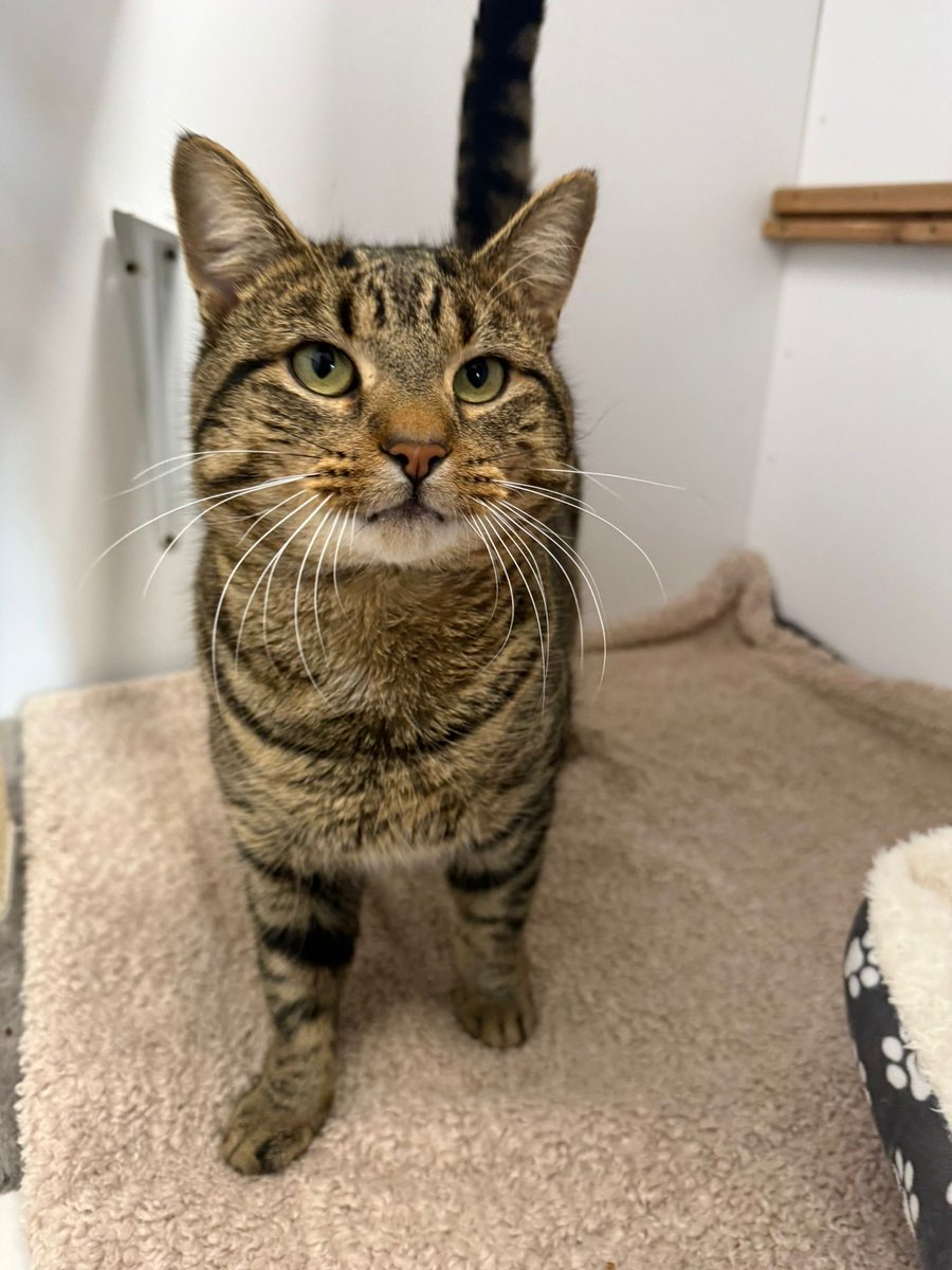 Cherwell Cats Protection 🇬🇧 tweet media