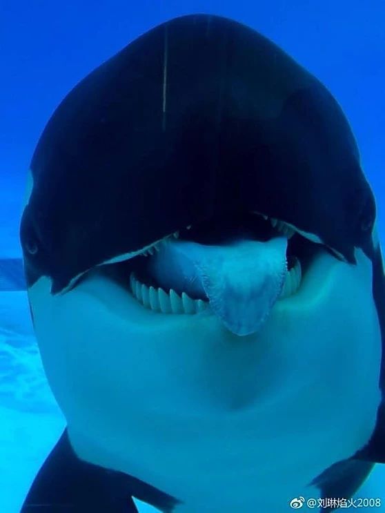 Orcahaya (comms open) tweet media