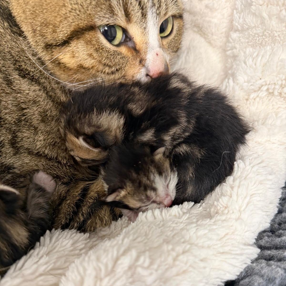 Animal Adoptions UK 🐕‍🦺🐈🐎❤️ tweet media