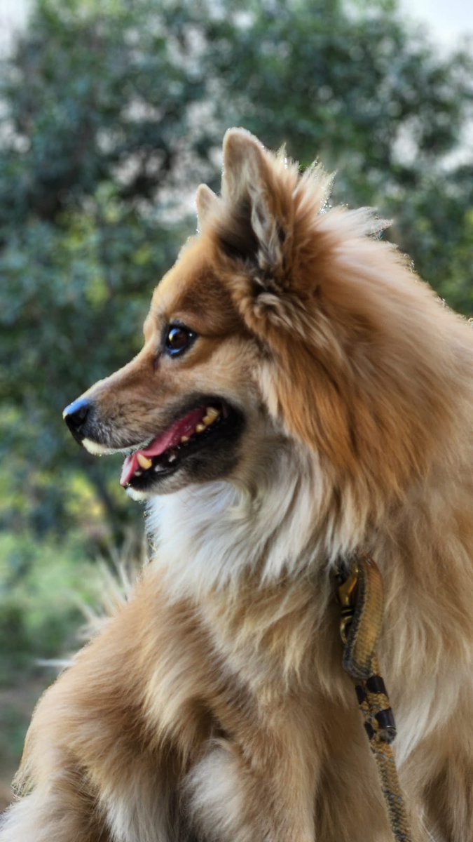 BikeMyBuddy's tweet photo. Our pet dog "MAX" has been missing for 18 days.
Missing since 3rd Feb 2026 from Burla, Odisha. German Spitz (rare here). If spotted anywhere in Odisha, please DM immediately.
Reward assured.
He is family. Please help us bring Max home. 🙏

https://t.co/7FiAIfXJtR

#Sambalpur https://t.co/cTyTklpuhF