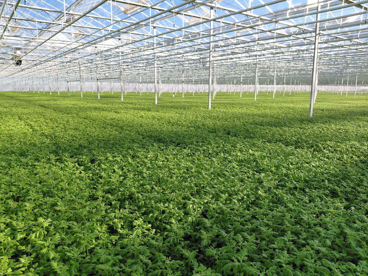 Kees van Egmond 🌼 tweet media