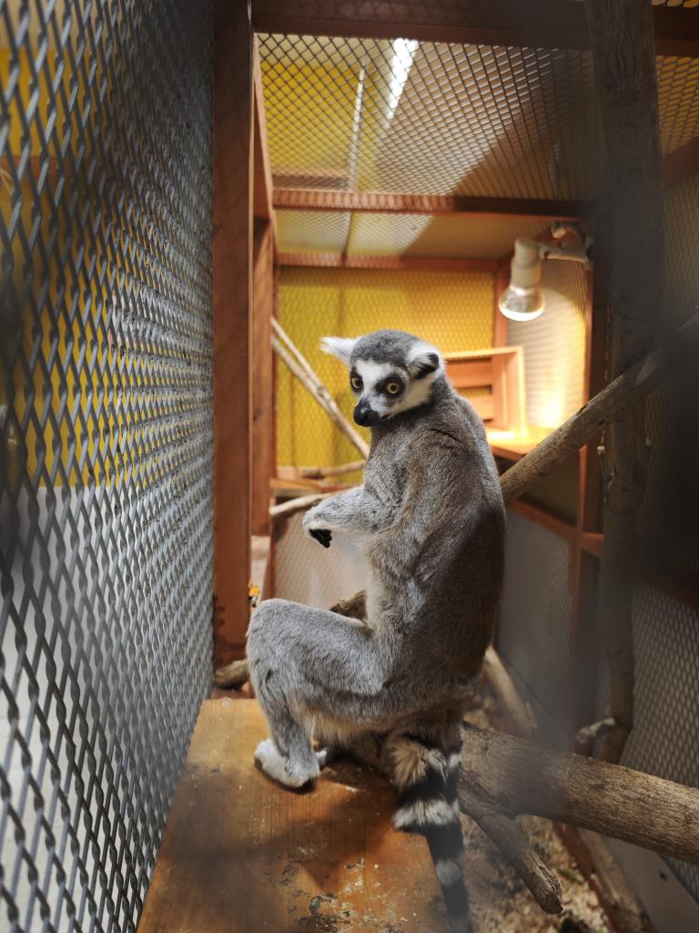 エキゾチックアニマル