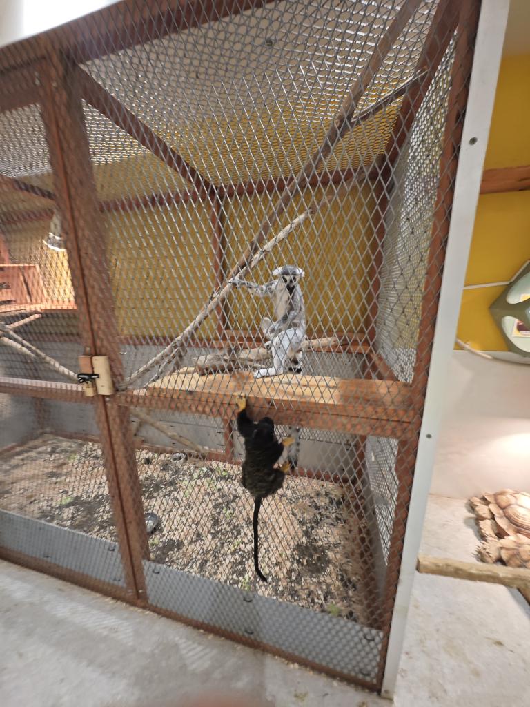 エキゾチックアニマル