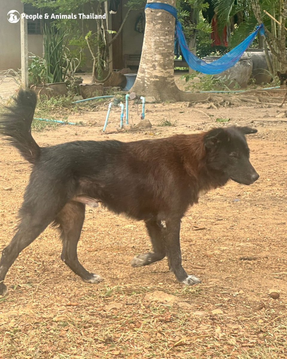 pat_animals_th's tweet photo. This poor guy was so miserable when he came to our clinic to be sterilised and vaccinated.
But After two Bravecto tablets, he is now looking and feeling so much better!
💚 Please give today:
https://t.co/cHoYH0aKcH
#straydog #Thailand #CNVR #Bravecto https://t.co/FpiiIJxRhk