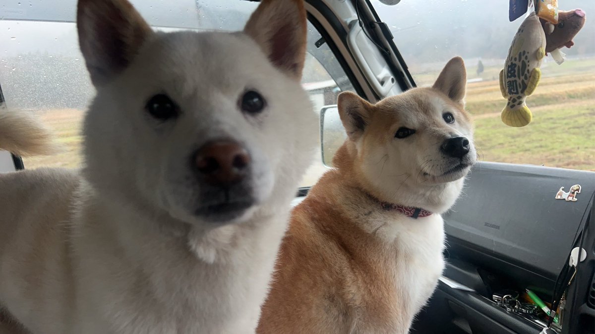 柴犬みかんQちゃん父ちゃん tweet media