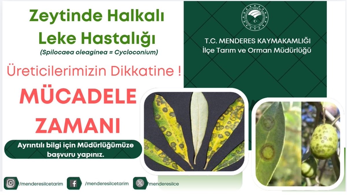 📢 DUYURU

İlimizde zeytin alanlarında Halkalı Leke (Spilocaea oleagina = Cycloconium) hastalığı için mücadele zamanı gelmiştir.

Üreticilerimize önemle duyurulur. 

🌿 Zeytinlerimizi korumak için zamanında ve doğru mücadele önemlidir.

<a href="/TCTarim/">T.C. Tarım ve Orman Bakanlığı</a>  <a href="/izmirtarim/">İzmir İl Tarım ve Orman Müdürlüğü</a>  <a href="/KahramanAKDGN53/">Kahraman AKDOĞAN</a>