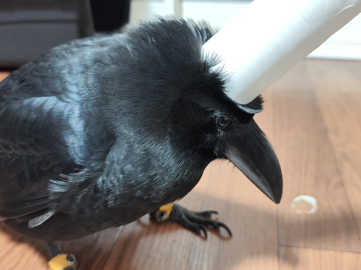 人間に遊ばれるカラス