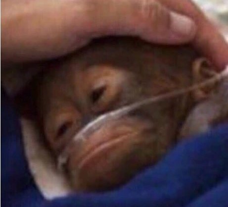 La gripe se ha esperado a que hiciese buen tiempo para atropellarme, meterme en el maletero y tirarme por un barranco para no dejar pruebas.