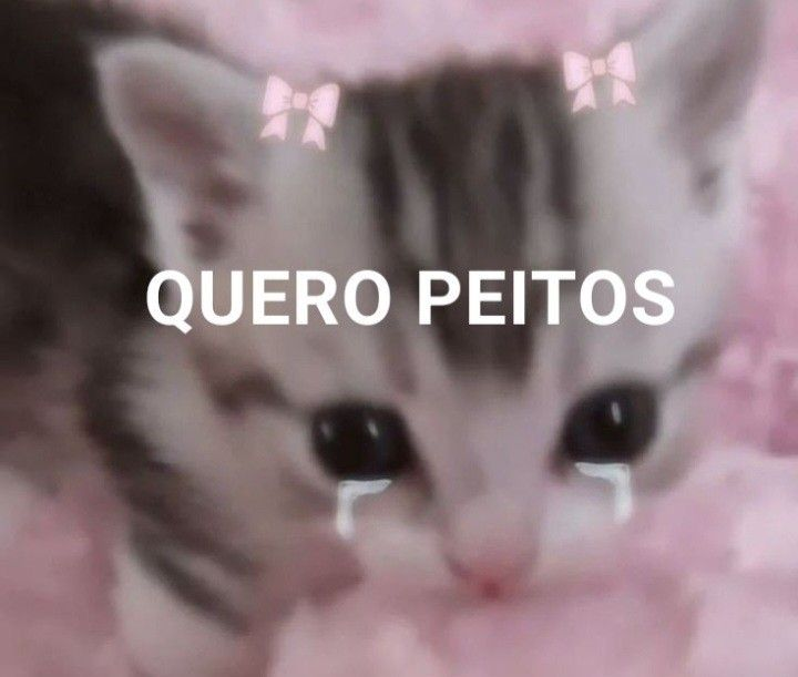 perfil dedicado a gatinhos e peitos tweet media