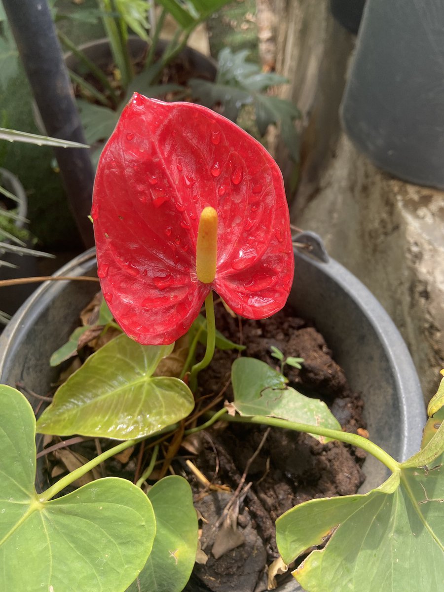 Kvng of queens❤️ tweet media