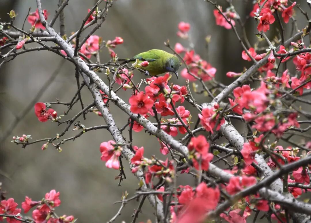 ChongqingFuling's tweet image. Spring is in the air in Fuling. 🌸

Blossoms are opening one by one, filling the city with fresh fragrance and quiet romance. Each flower tells a story of the new season.
#Fuling #Chongqing #SpringVibes #FlowerSeason