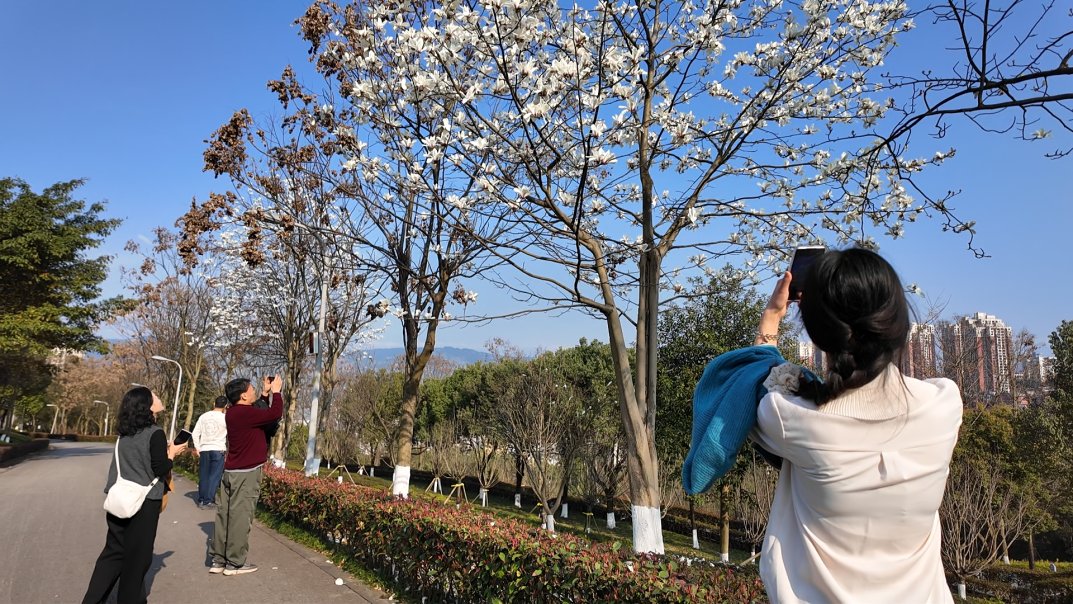ChongqingFuling's tweet image. Spring is in the air in Fuling. 🌸

Blossoms are opening one by one, filling the city with fresh fragrance and quiet romance. Each flower tells a story of the new season.
#Fuling #Chongqing #SpringVibes #FlowerSeason