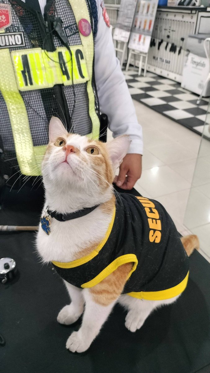 CatWorkers's tweet photo. Don't mess with the security. 😾 

📸 mingmingwcc https://t.co/jhQBKUEGGq