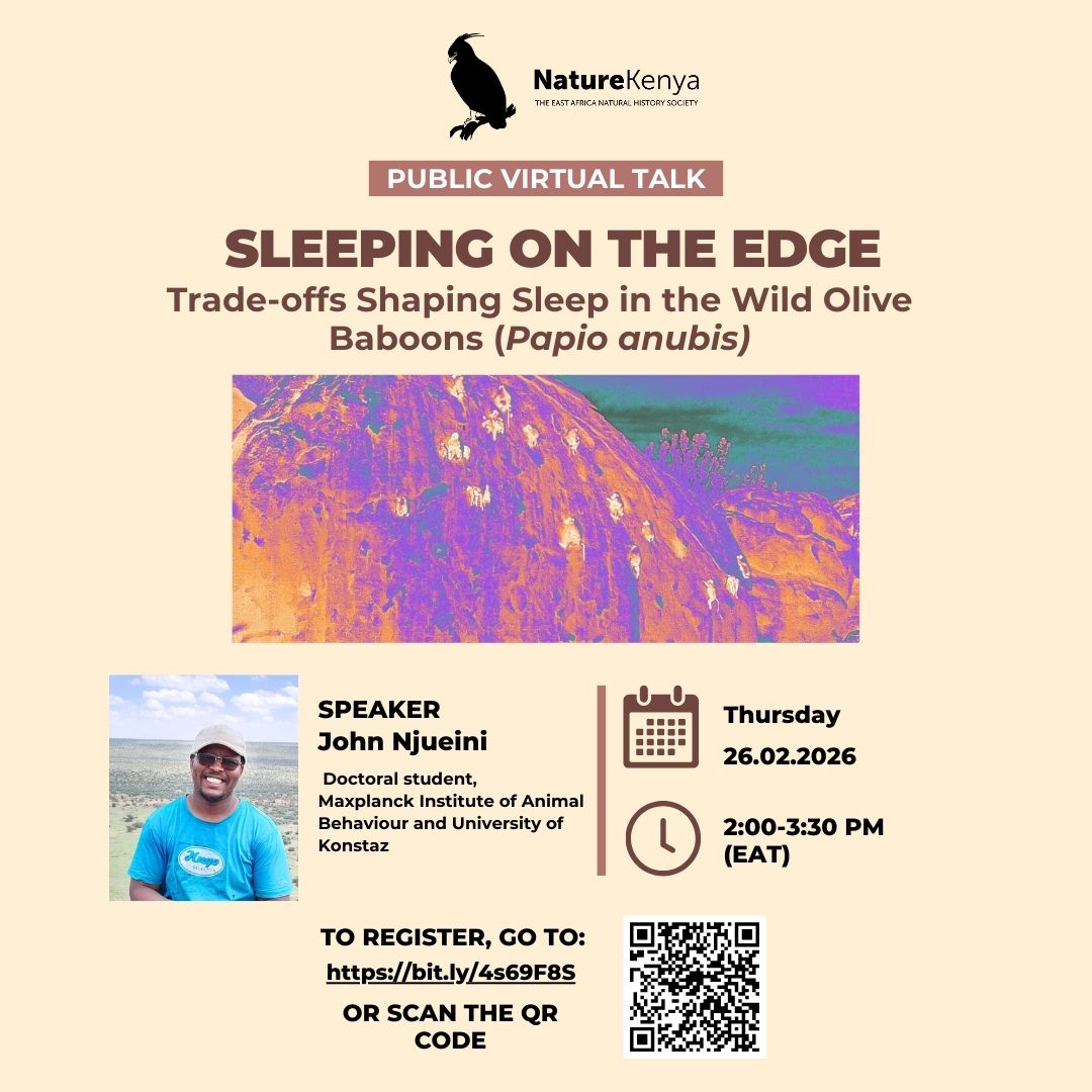 Nature_Kenya's tweet photo. Join us tomorrow for a mind-blowing virtual talk on how Wild Olive Baboons (Papio anubis) balance risk, safety & survival in the wild 🌍
#NatureKenya #WildScience #SleepInTheWild https://t.co/LoIRLTcq6V