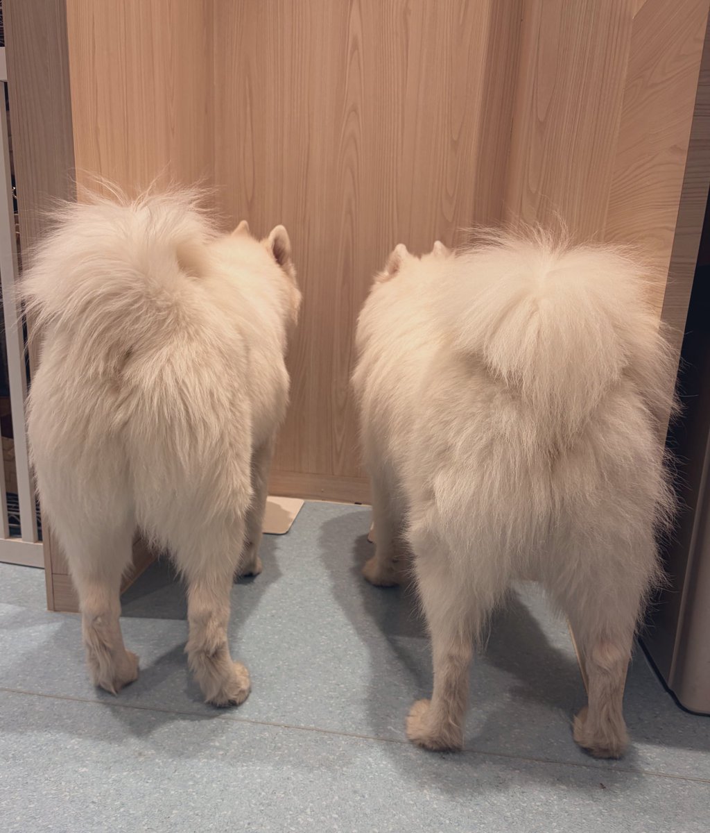 ぽめㄘみ (@enokipeyangu) / Posts / X