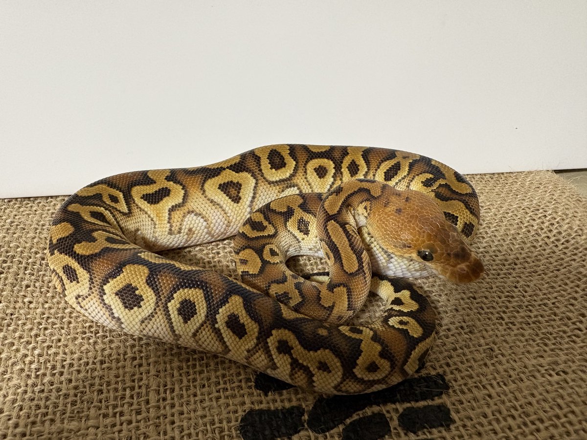ballpython1111 tweet picture