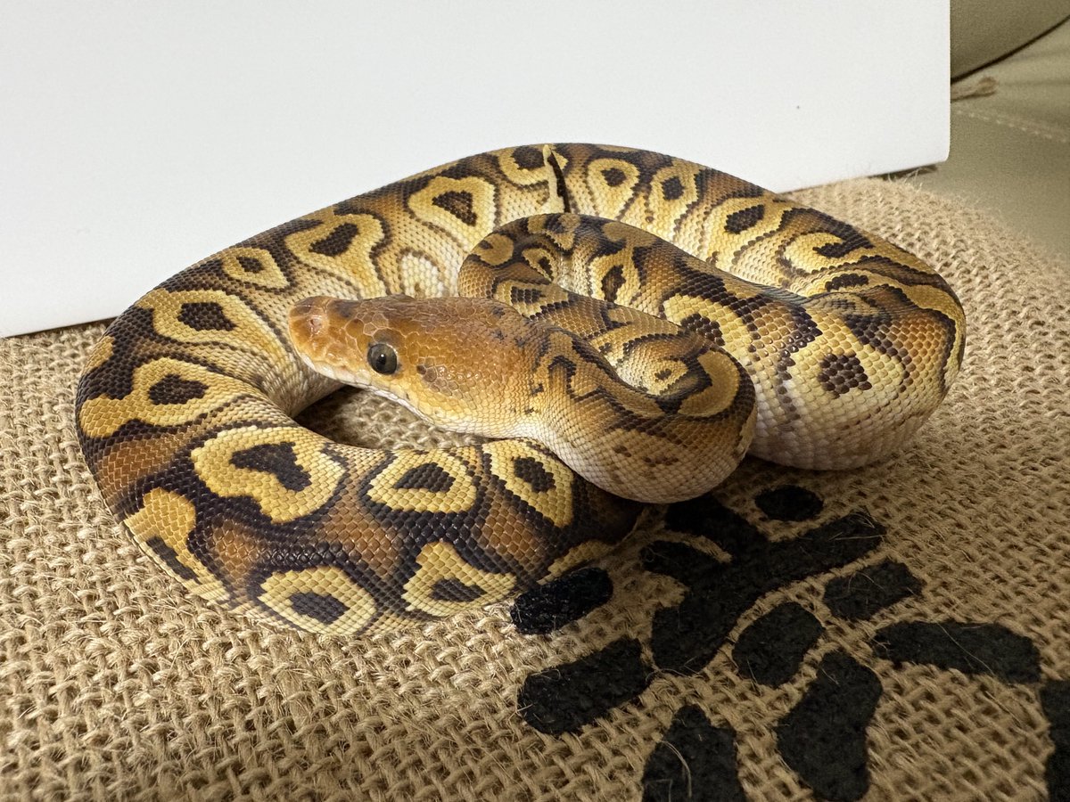 ballpython1111 tweet picture