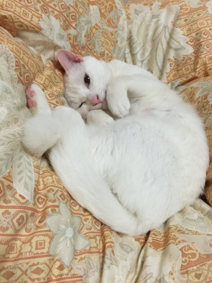 nekokamasu's tweet photo. 本日15時25分頃、ずっと腎不全の闘病をしていた麿白が他界しました。 
日付が変わった頃から立てなくなり、そこからずっとそばにいましたがそのまま息を引き取りました。
私の一部である麿白を見守ってくださりありがとうございました。 
明後日の昼に火葬、一家の主猫として帰還の予定です。 https://t.co/QaJsGmeIf0
