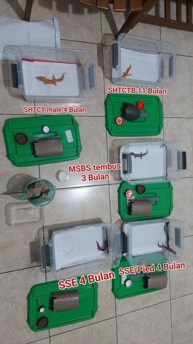 maullakbr's tweet photo. hey all people. kalo butuh gecko silahkan ni aku ada gecko bisa dibeli yaa. rawatan sendiri semua dirawat dengan baik dan selalu digutload. dijual karena kalah dengan kebutuhan hehe. dm/komen for special price😁 https://t.co/zZTrEm13IX