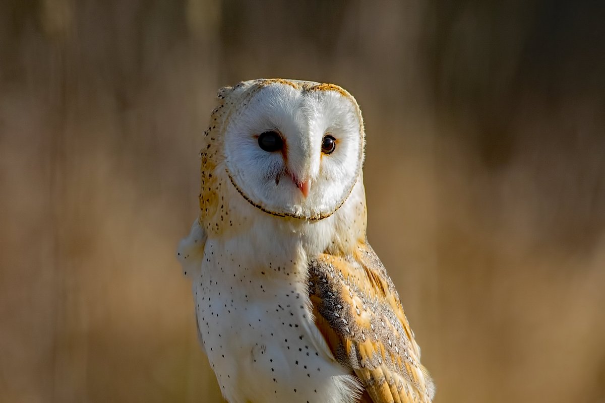 david butcher tweet media