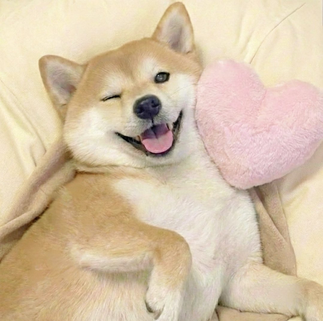 柴犬·͜·♡もも (@momonosekaiii) / Posts / X