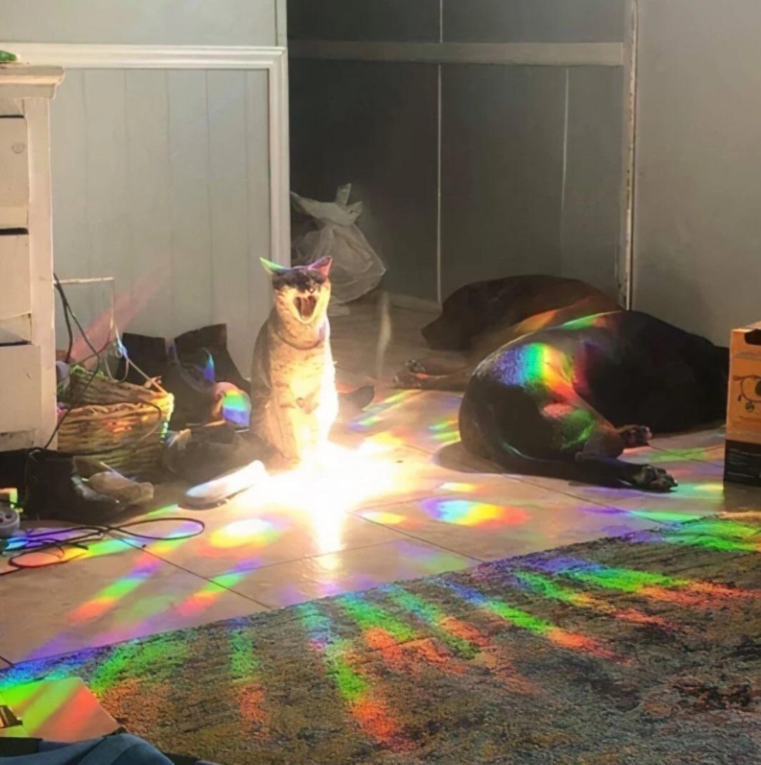 itsme_urstruly's tweet photo. When your cat won’t stop opening interdimensional portals https://t.co/7EARGJUUuH