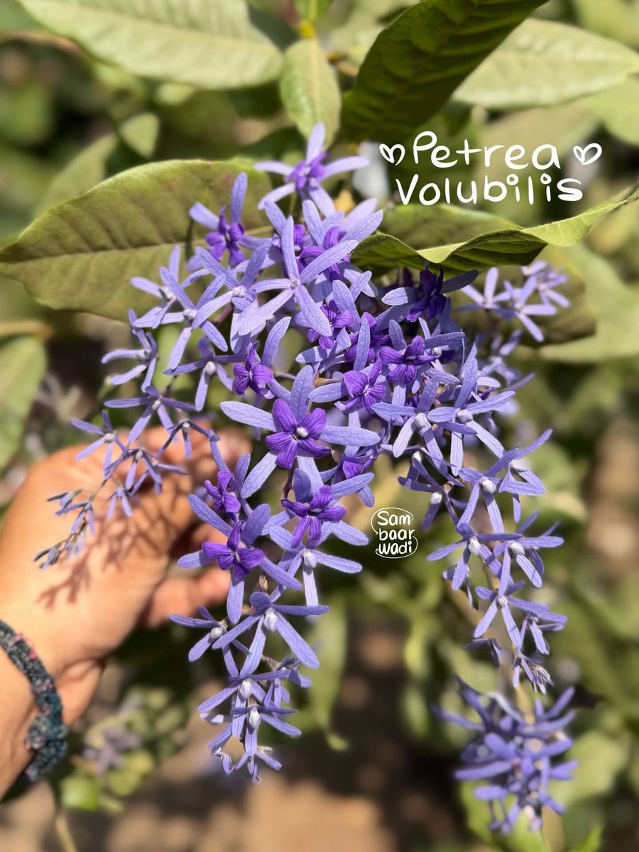 Mayazayo's tweet image. वसंत बहार 😍♥️😍

हातामध्ये चव असल्याशिवाय चांगल जेवण होत नाही, मातीशी जीवापाड प्रेम असल्याशिवाय बगिचा निर्माण होत नाही ❤️🙌

@bvpat2501 Queen of Nature 👑
#flowers #india #colourful #nature #spring