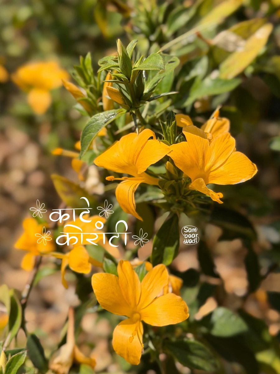 Mayazayo's tweet image. वसंत बहार 😍♥️😍

हातामध्ये चव असल्याशिवाय चांगल जेवण होत नाही, मातीशी जीवापाड प्रेम असल्याशिवाय बगिचा निर्माण होत नाही ❤️🙌

@bvpat2501 Queen of Nature 👑
#flowers #india #colourful #nature #spring