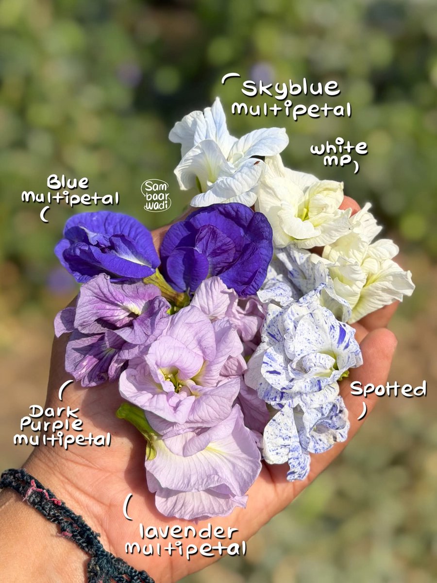 Mayazayo's tweet image. वसंत बहार 😍♥️😍

हातामध्ये चव असल्याशिवाय चांगल जेवण होत नाही, मातीशी जीवापाड प्रेम असल्याशिवाय बगिचा निर्माण होत नाही ❤️🙌

@bvpat2501 Queen of Nature 👑
#flowers #india #colourful #nature #spring