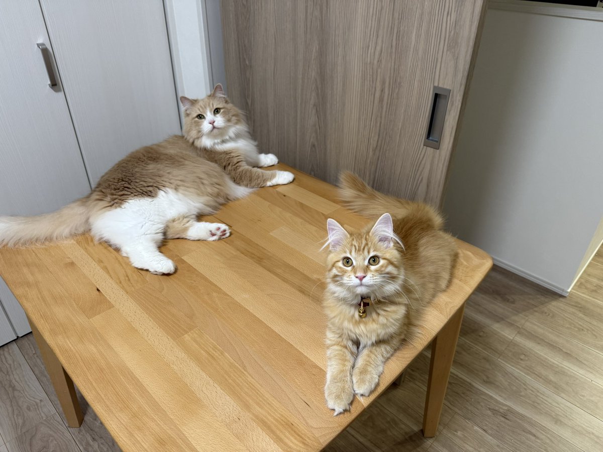 ponyokemi's tweet photo. 仲良くなってきてるんかな🐈🐈‍⬛ https://t.co/IhpAW2xcuk