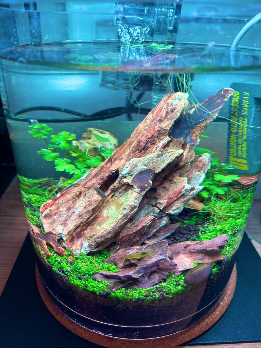 ミスト式でボトルアクア64日目】 人災が発生… フィルターがコケまみれ