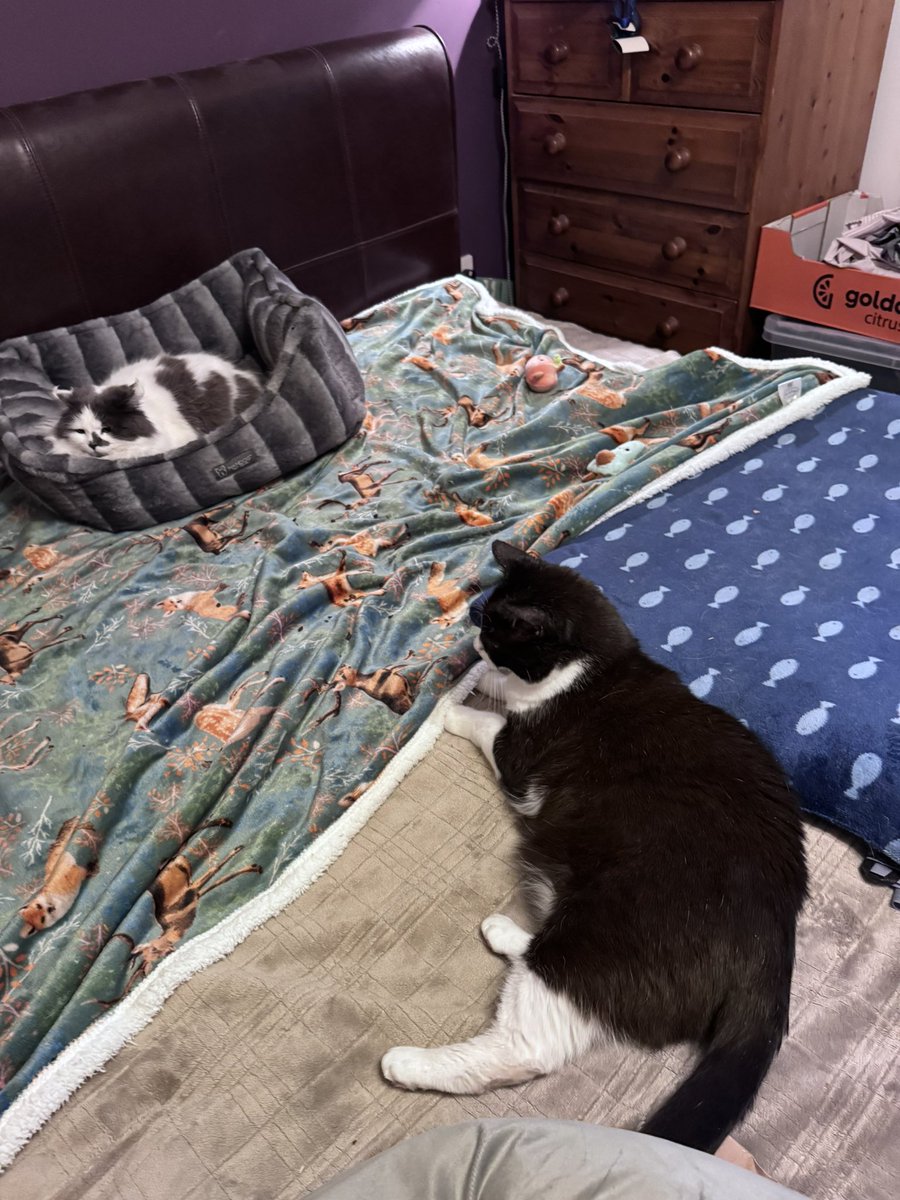 SpanielsSuper's tweet photo. @EHChalus PussPuss has started visiting Martha in her room #EarlyDays #GoodProgress https://t.co/QUH3vEiQOj
