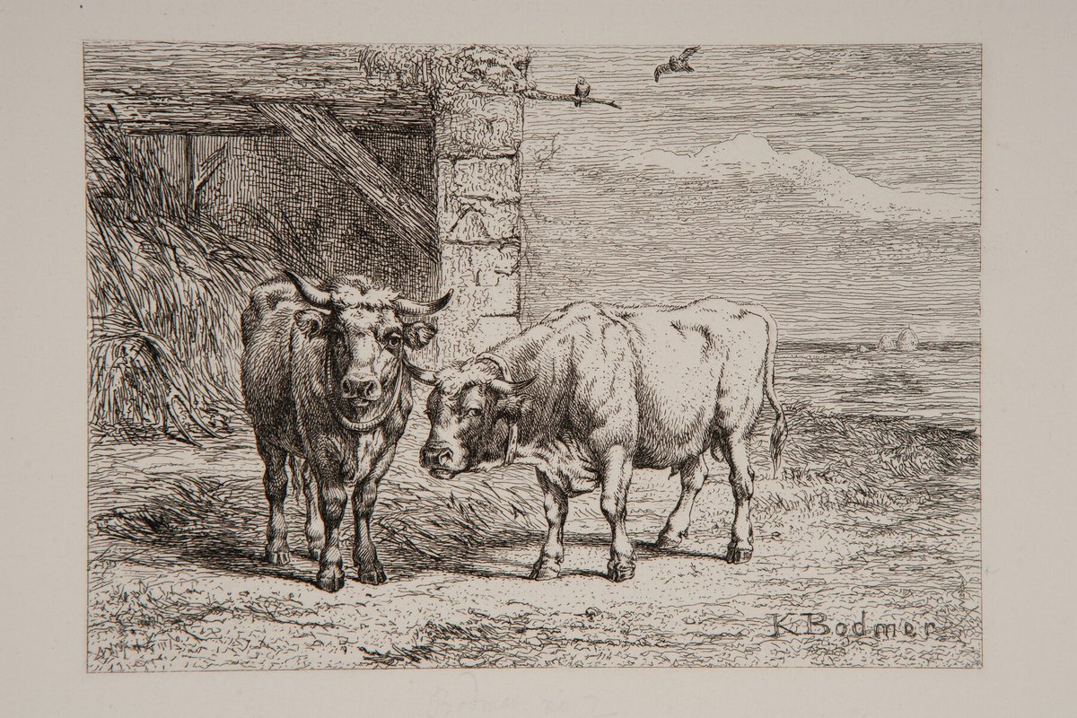 Karl Bodmer tweet media