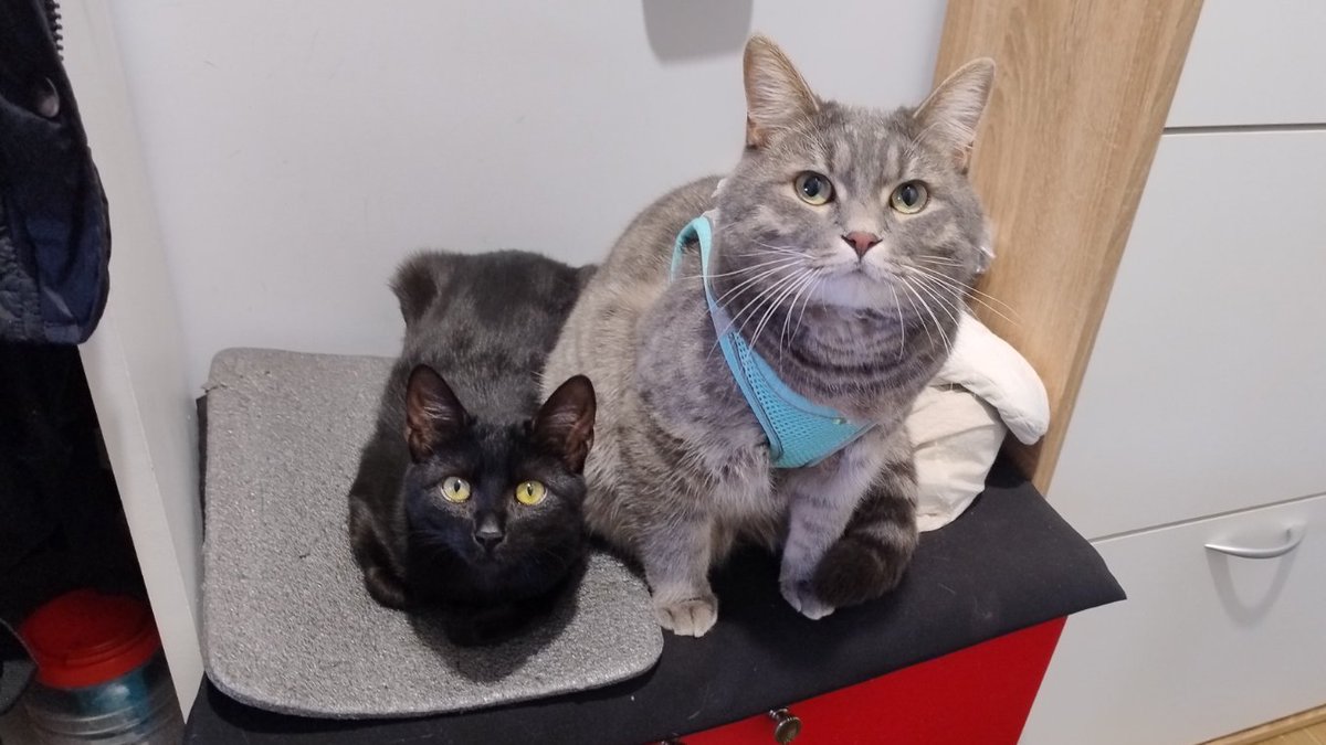 ПідйомПеревертень tweet media