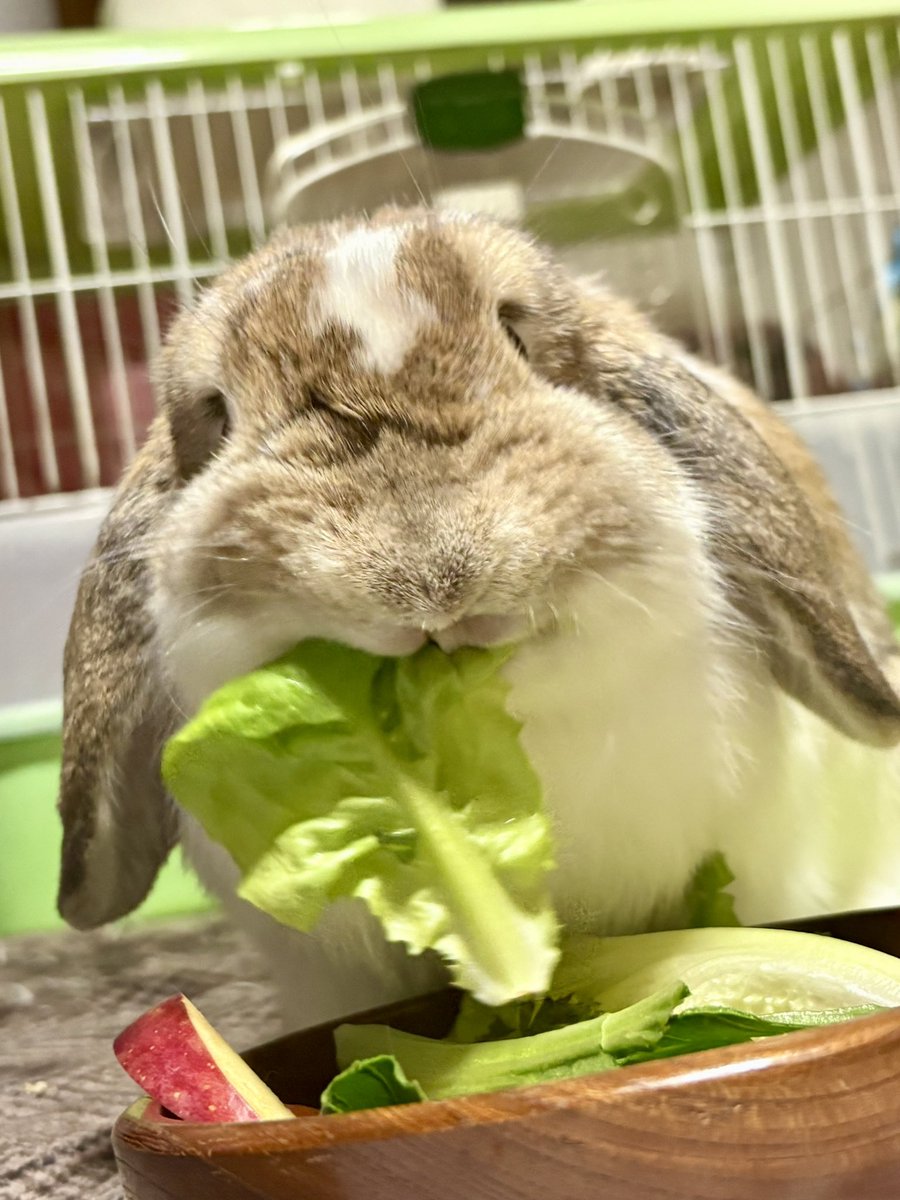 こんばんぽぽ⭐️
#うさぎ　#ホーランドロップ