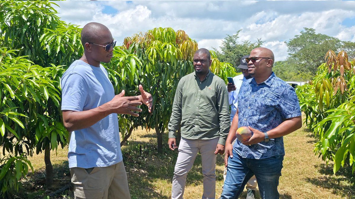 ZimTradeAlerts's tweet photo. Straight out of #Mutoko!
As part of our rural export-led industrialisation drive, we are happy to work with @EntrepreneurFar, an integrated operation involved in farming & value addition of mangoes & other products. Our interventions will leverage Mutoko's heritage of fruit production.