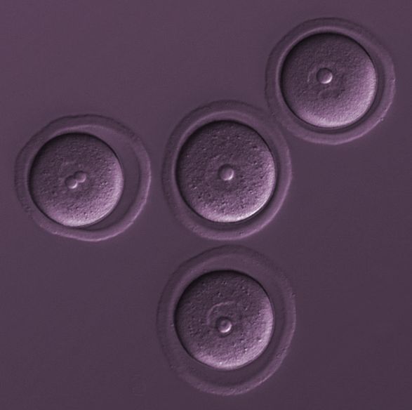 Fulka Lab tweet media