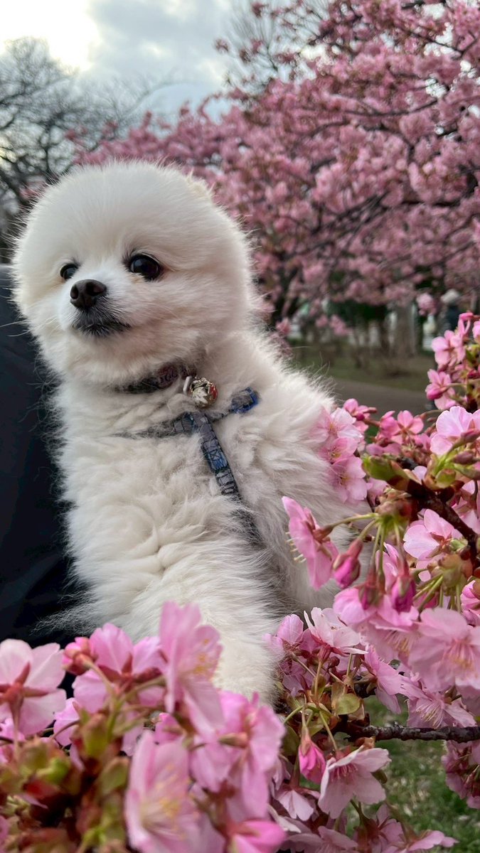 milwoo3's tweet photo. 桜ひらひら舞い降りて🌸
 #桜  #pomeranian https://t.co/5CEAzVDes5
