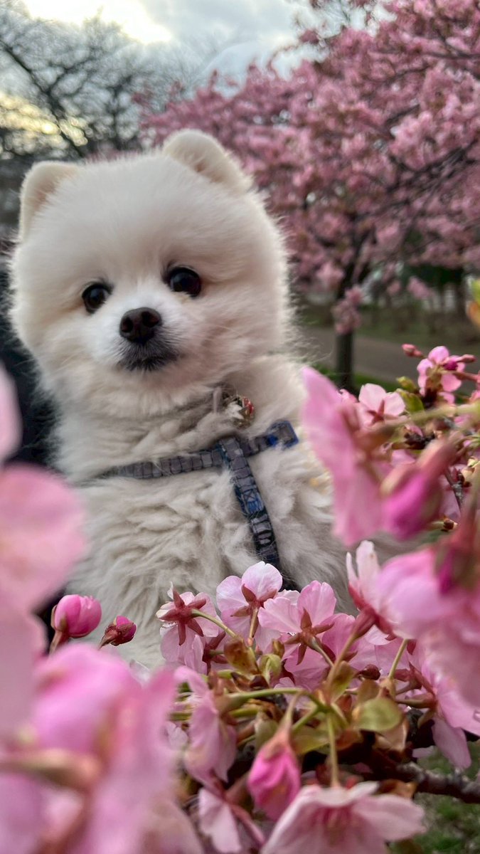 milwoo3's tweet photo. 桜ひらひら舞い降りて🌸
 #桜  #pomeranian https://t.co/5CEAzVDes5