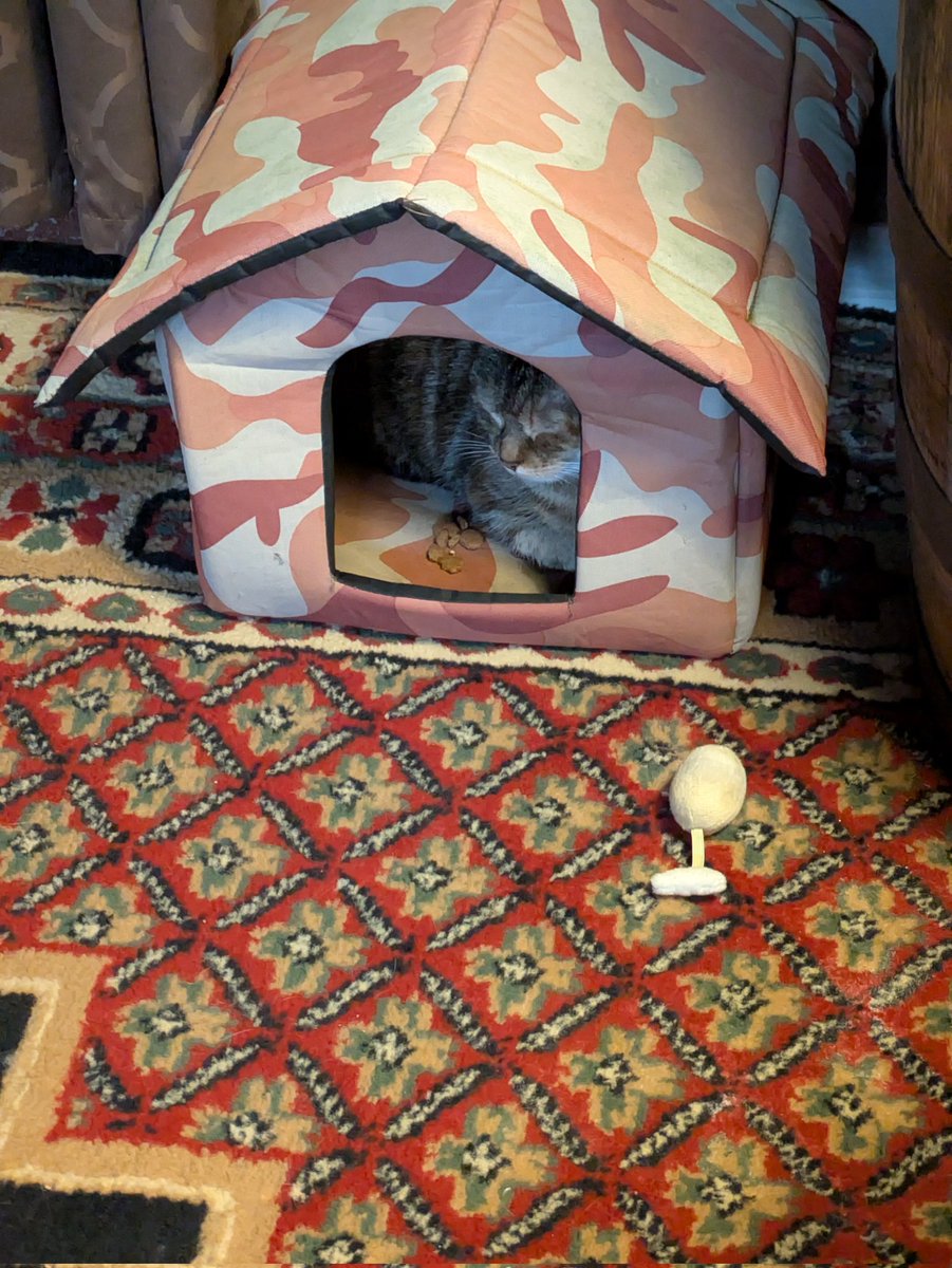 After living on my deck for 3.5 years, it took a blizzard to finally get her safe into my house. #straycat #CatsOfTwitter