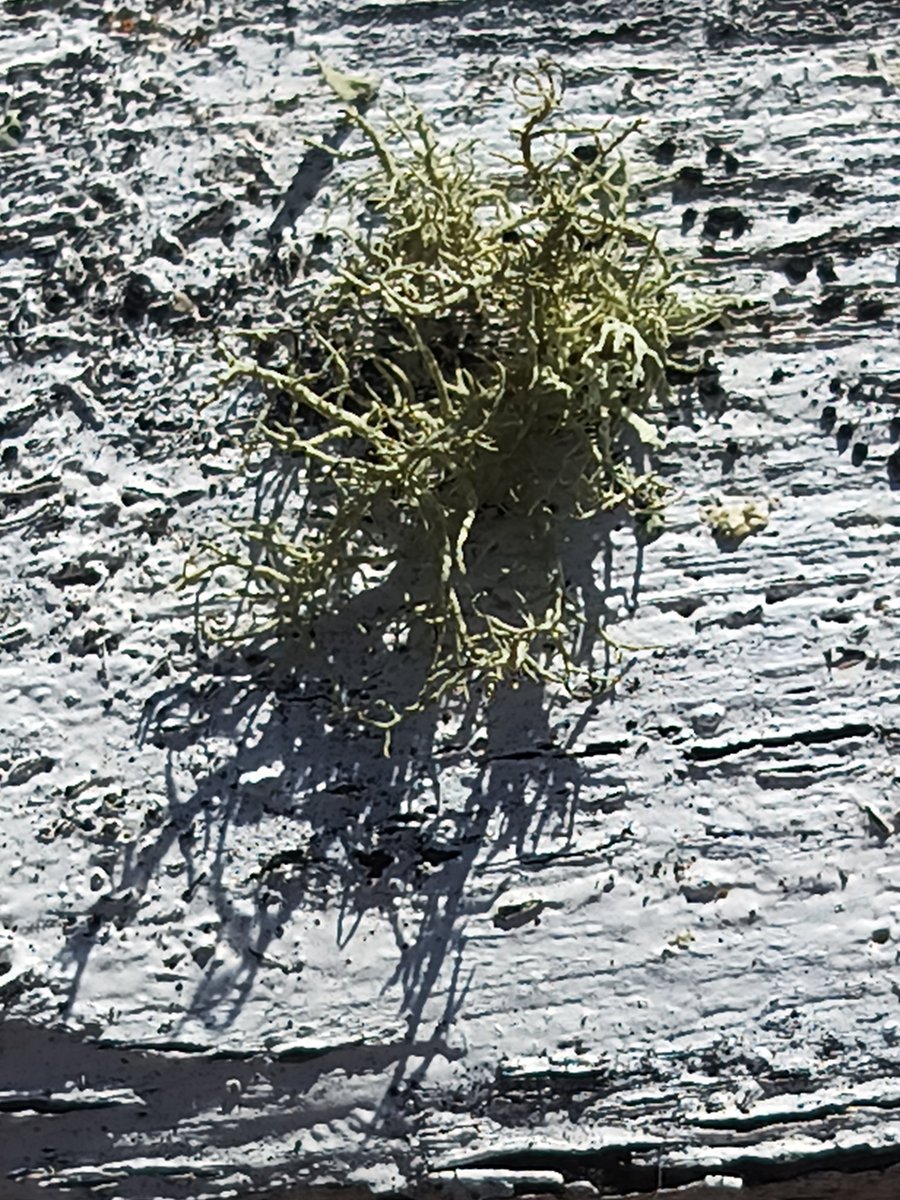 Good evening friends! 

Not lichen the app much these days! 😂

Taken on the Seeker Mobile