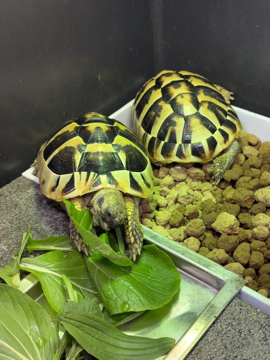 TSatoshi31207's tweet photo. リクガメ多頭飼育の日常。
今日もサトシが先に食べ始めました。 https://t.co/gKXWSPJ6qZ