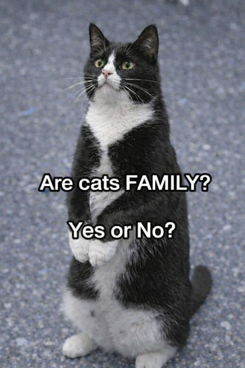 The pets only 🐾 tweet media