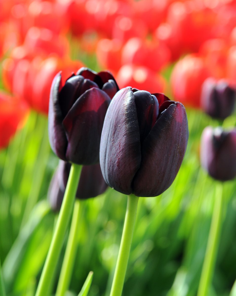 Flowerbulbs.com tweet media