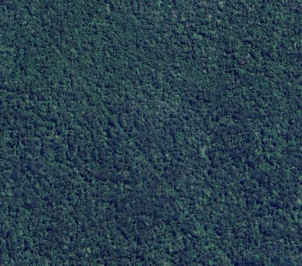 sciencegirl's tweet image. What is this perfectly straight 10km long line in the middle of the Amazon rainforest

Coordinates : 1°35'33"S 66°50'53"W