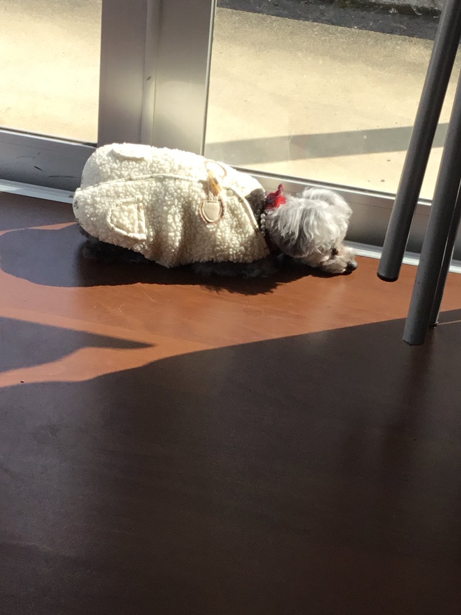 k3shory's tweet photo. 「この子の“今”を守りたい」
陽だまりの中で、すやすやと眠る16歳のプードル。
「これからのために知っておきたい」 そんなあなたに、ぜひ届けたいプロジェクトです。
#老犬
#老猫
#クラウドファンディングCAMPFIRE 
＃高齢ペットとつながりたい
私のクラファンページ
https://t.co/qBpkaREVUw https://t.co/ws9fNHq6jU