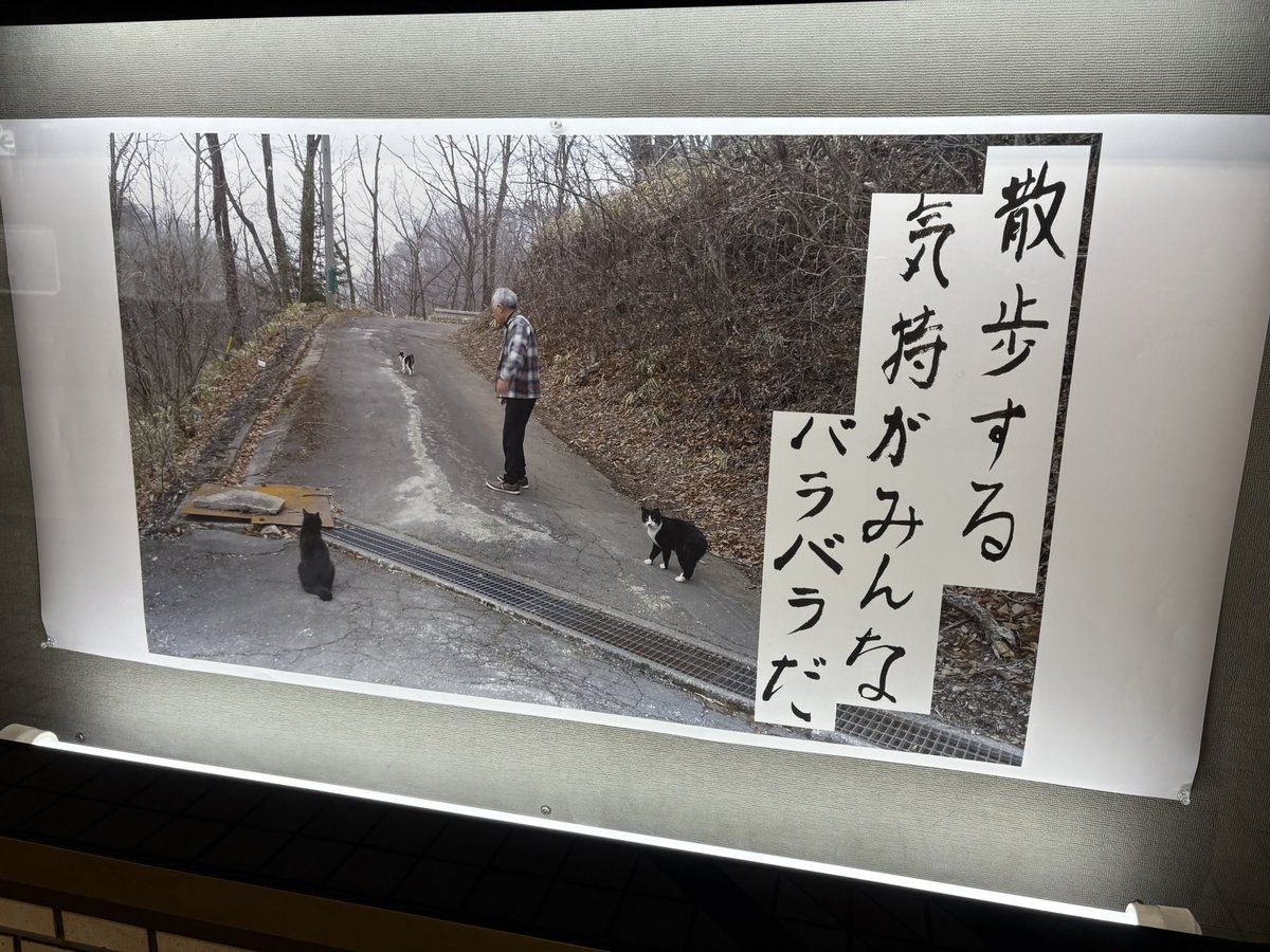 シラカワリュウ⚡️RiuSHIRAKAWA tweet media