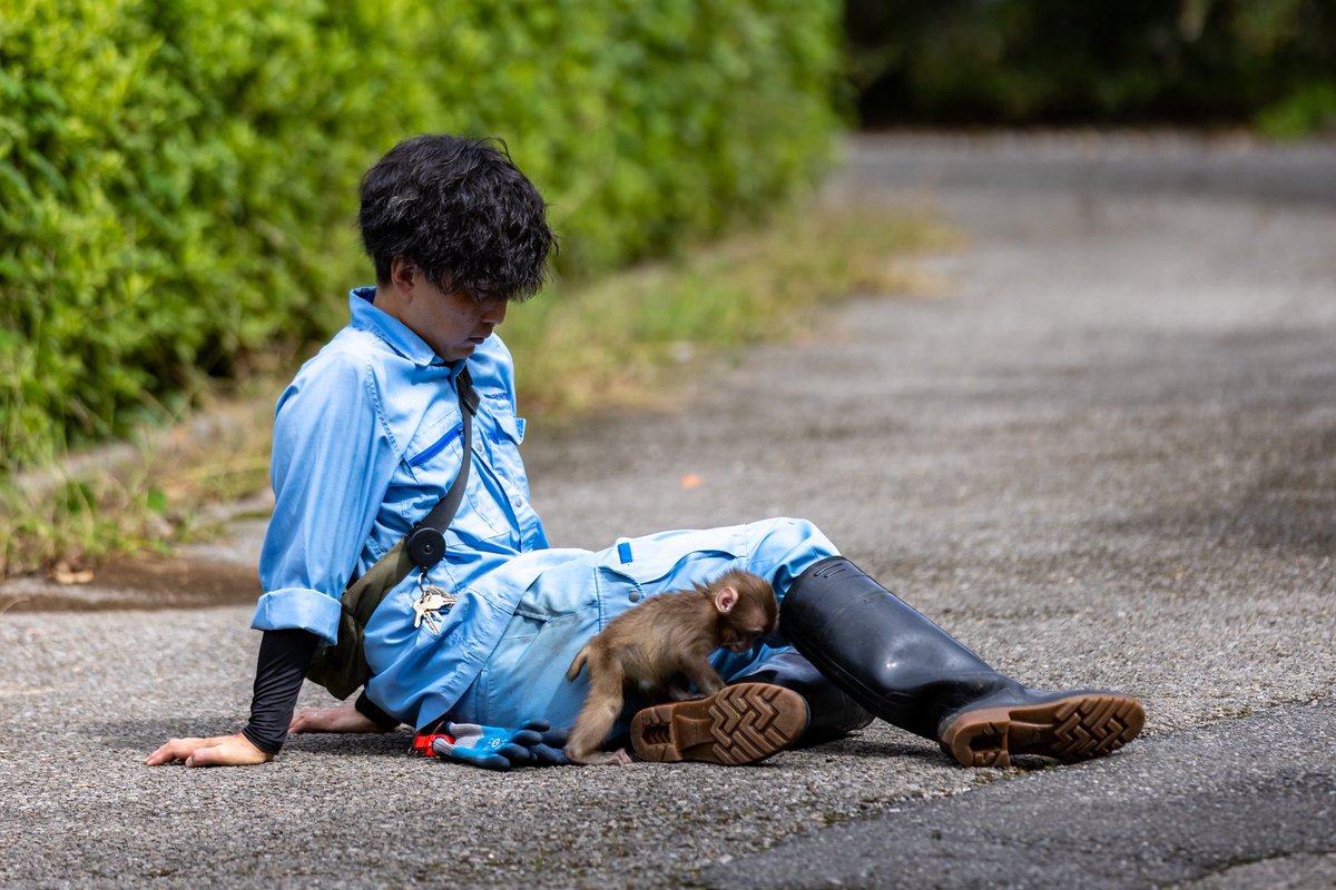 パンチくんがさる山の群れで過ごし始める前の、飼育員さん達に大切に育てられている時期の画像です。今よりまだ本当に小さくて赤ちゃんで、めっちゃ ...