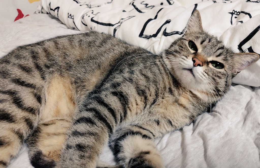 ゴロー🐾 (@cat_56chan) / Posts / X